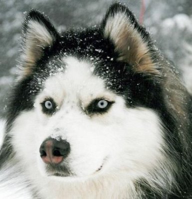 http://w3.csodacsiga.hu/vadalma//05.siberian-husky.jpg